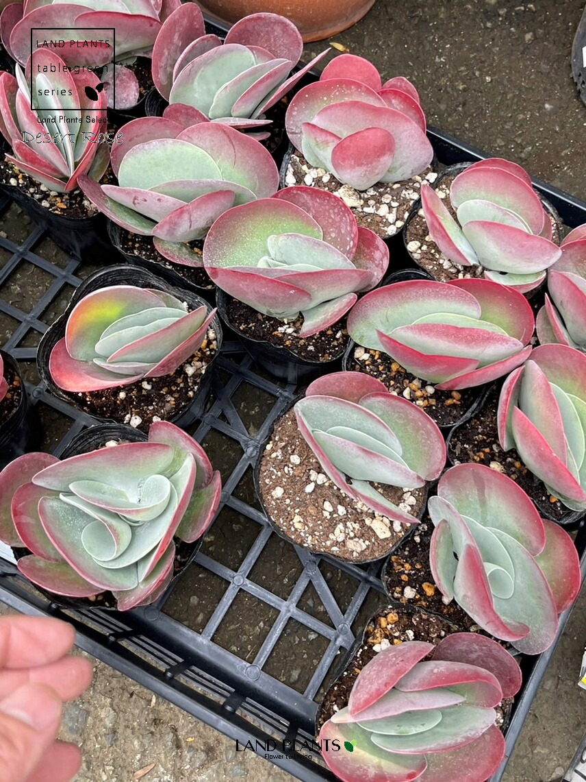 楽天市場】多肉植物（デザートローズ） 3号 ポット苗 1鉢 カランコエ