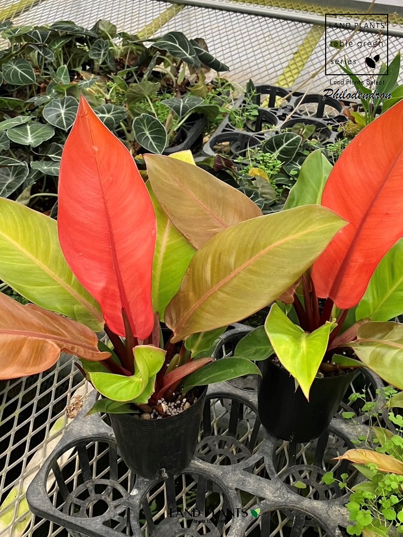 フィロデンドロン　ソノラ　大株　3.5号 Yahoo!オークション - フィロデンドロン ソノラ Philodendron