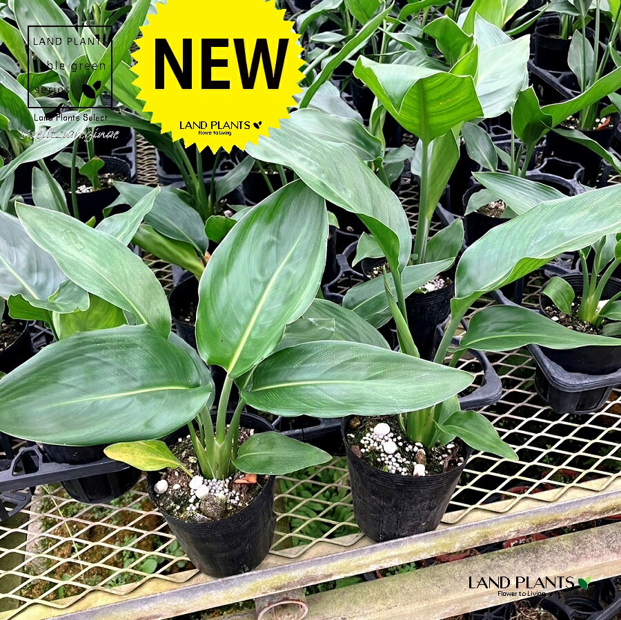 楽天市場】レオノティス・レオヌルス（ライオンズイアー） 4号 ポット