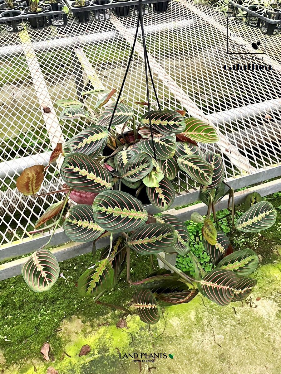 【ケース販売：3入】 カラテア（マランタ） 6号 プラスチック製 吊り鉢 3鉢マランタホスタス calathea｜LAND PLANTS 店