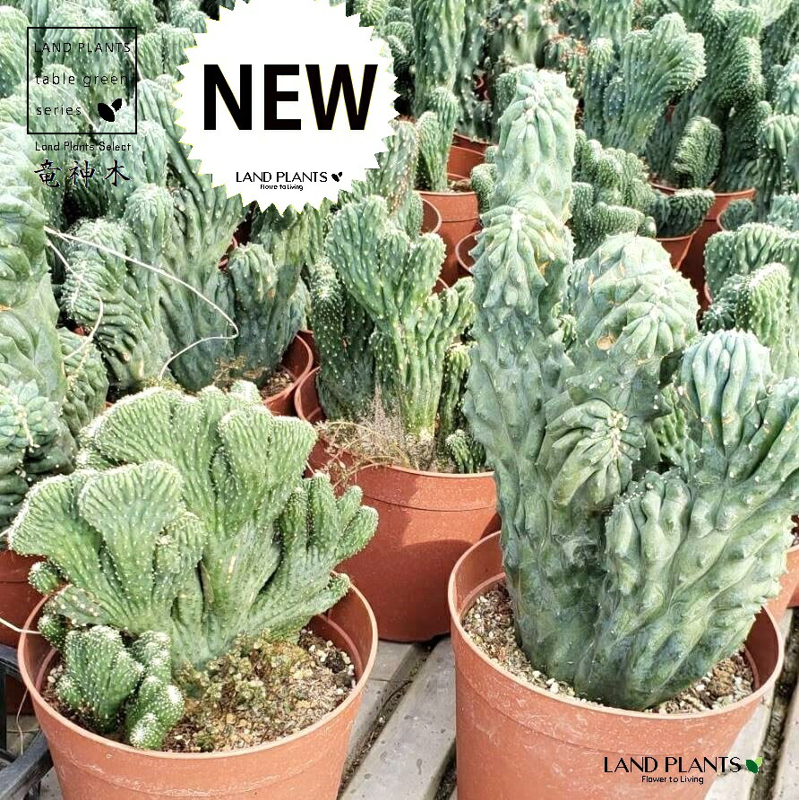 楽天市場】PLANCHU サボテン ミルチロカクタス 竜神木 りゅうじんぼく