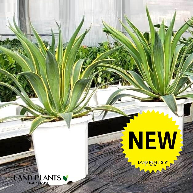 楽天市場】アガベ（シャークスキン） 8号 プラスチック鉢 1鉢 アガベ