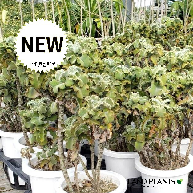 楽天市場】多肉植物 K・プベスケンス カランコエ属 7.5センチポット 2