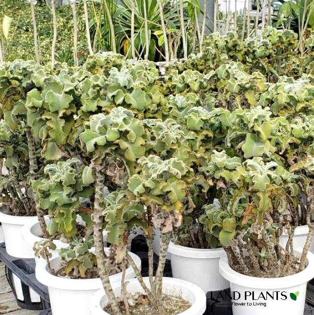 カランコエ・ベハレンシス　7号 楽天市場】カランコエ （ベハレンシス： 仙女の舞）1鉢 7号