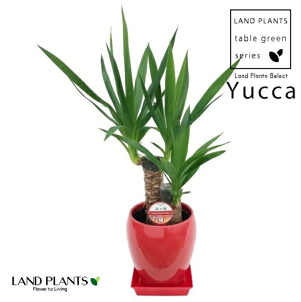 ドラセナ（ユッカ・エレファンティペス） 1鉢 丸型 瀬戸もの製 鉢 赤いこと 5号 yucca 観葉植物-花・観葉植物