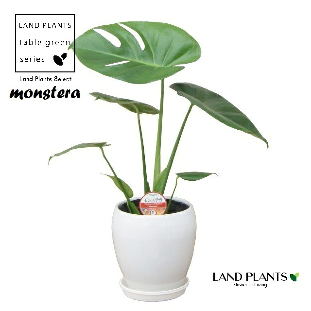 モンステラ（デリシオサ） 5号 丸型 陶器鉢 白色 1鉢 ホウライショウ Monstera