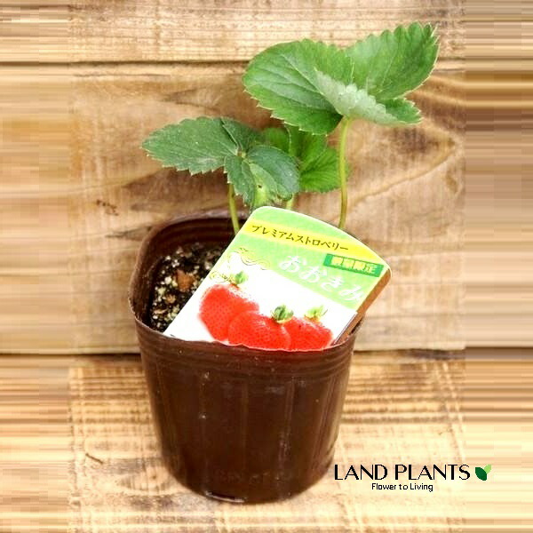 【ケース販売：28入】 イチゴ（オオキミ） 3号 プラスチック苗 28鉢 Strawberry｜LAND PLANTS 店