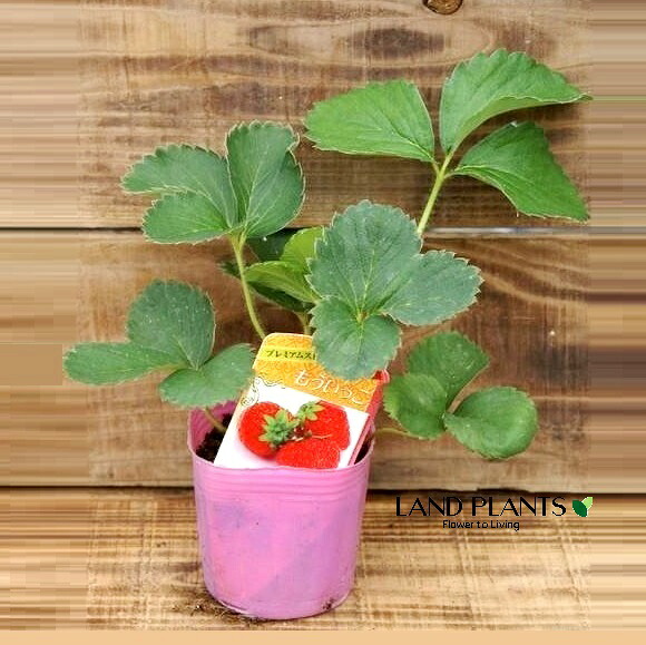 【ケース販売：28入】 イチゴ（モウイッコ：もういっこ） 3号 プラスチック苗 28鉢 Strawberry｜LAND PLANTS 店