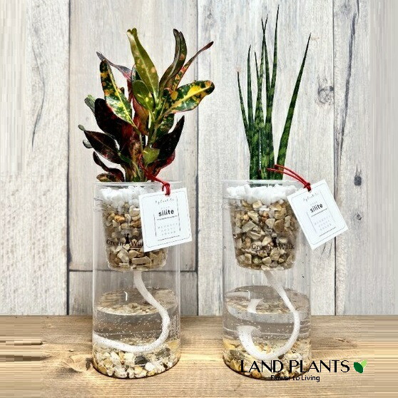 楽天市場】【水耕栽培】 ハイドロカルチャー （おまかせ観葉