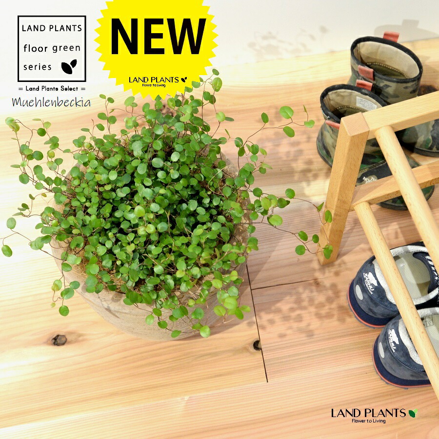 ワイヤープランツ デザインの良い テラコッタ鉢 1鉢 H30cm程度 【ココファイバー・受皿】大型 床置きサイズ 大型 タデ科 ミューレンベッキア属 オウゴンカズラ 黄金葛 葛 Muehlenbeckia axillaris 6,958円