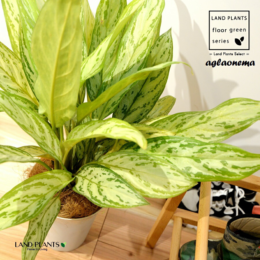 楽天市場】アグラオネマ（ビューティー） 5号 プラスチック鉢 1鉢 Aglaonema 'Beauty' : LAND PLANTS 楽天市場店