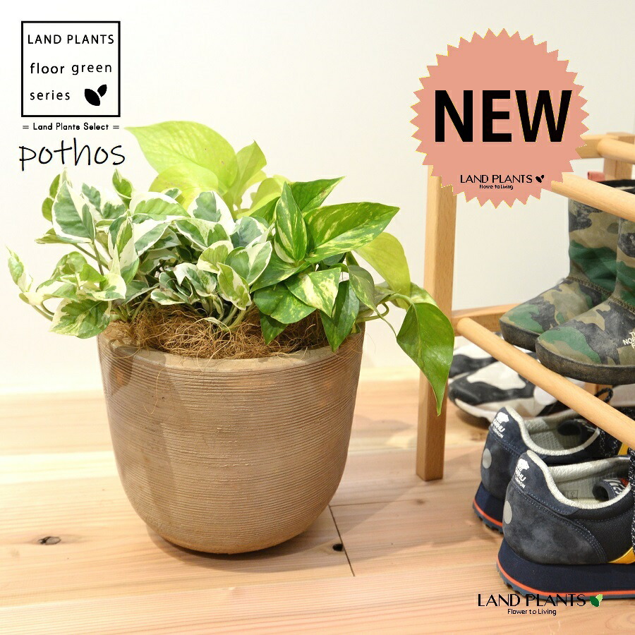 楽天市場】ポトス（MIX：3品種植え） デザインの良い テラコッタ鉢 1鉢