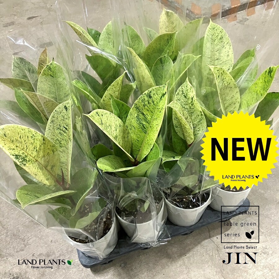 楽天市場】【ケース販売：12入】 フィカス（ジン） 4寸 プラスチック鉢 12鉢 Ficus elastica 'Jin' : LAND PLANTS  楽天市場店