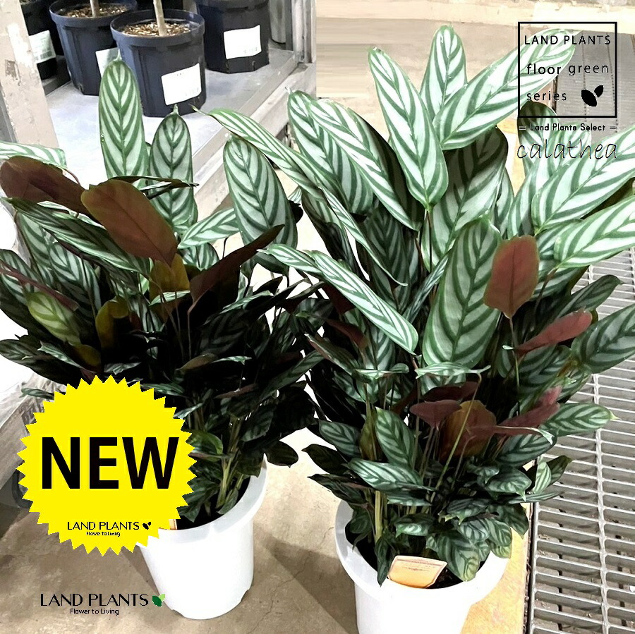 楽天市場】PLANCHU 観葉植物 クテナンテ セトサ 4号鉢 受け皿