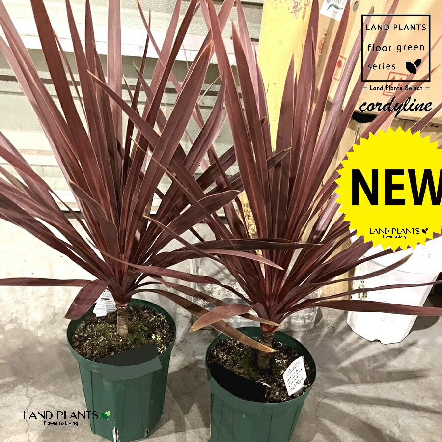 楽天市場】コルジリネ（ドラセナ） オーストラリス レッドスター 6号