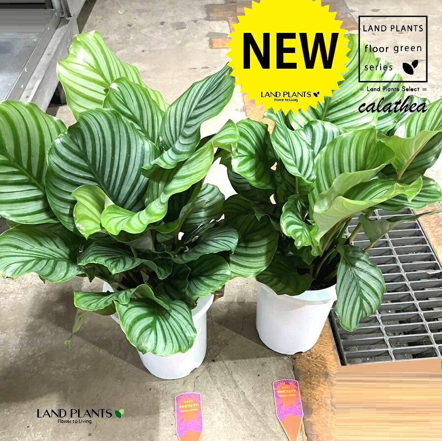 カラテア（オルビフォリア） 7号 可塑性物質製 1鉢カラテアオルビフォリア calathea orbifolia
