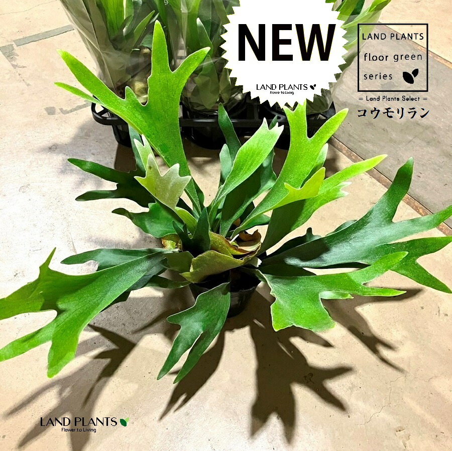 専用　コウモリラン halrc0088454682.jpg