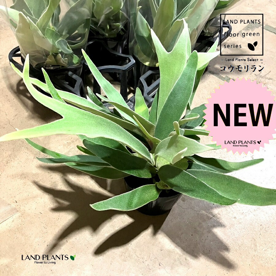 楽天市場】コウモリラン（ビカクシダ） 4号 白色 プラスチック鉢 陶器