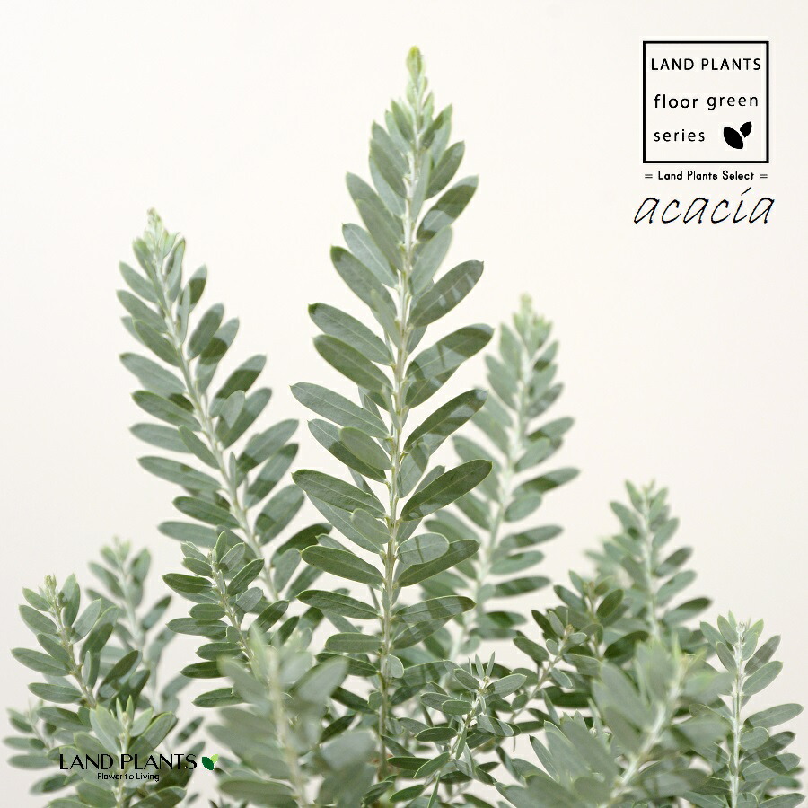 楽天市場】アカシア ブルーブッシュ 5号鉢植え苗(k02) : 千草園芸