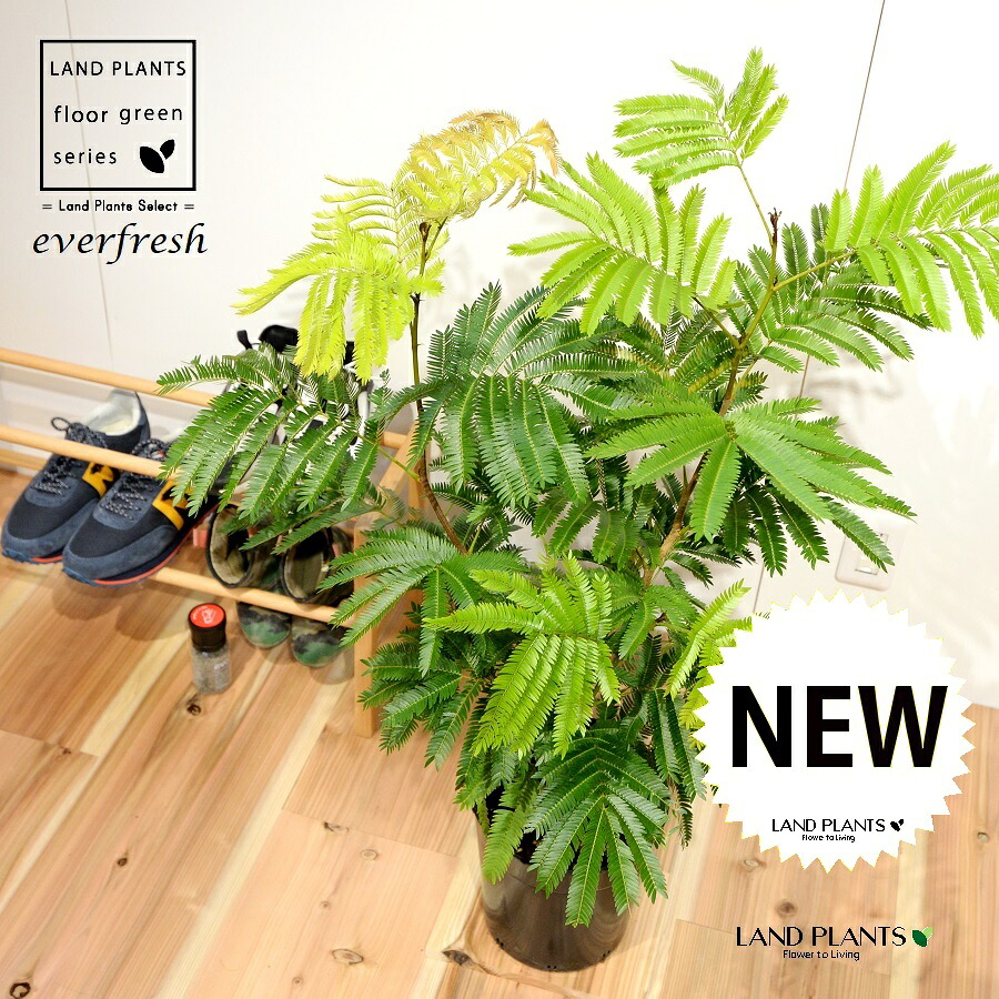 エバーフレッシュ 苗木 7号 プラスチック ポット苗 1鉢 H90cm程度 everfresh｜LAND PLANTS 店 8,424円