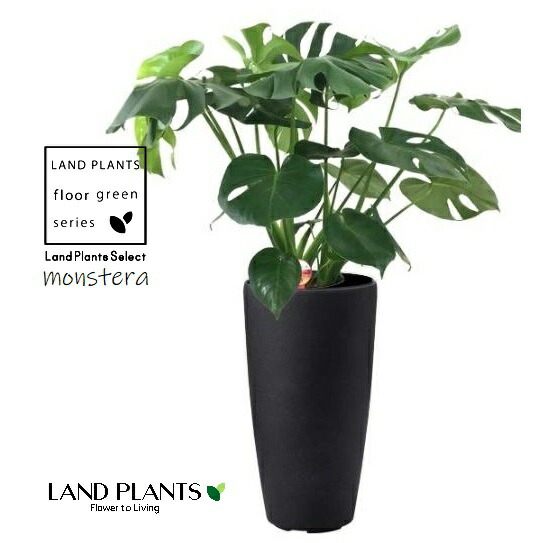 モンステラ（アダンソニー） 7号 丸型 プラスチック鉢 ミュル 黒色 1鉢 ホウライショウ Monstera