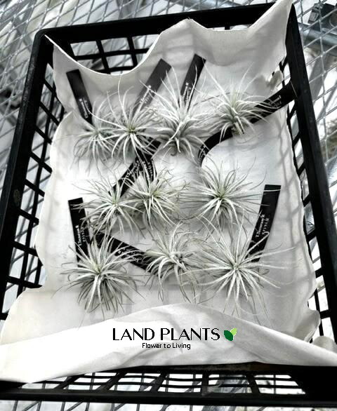 【ケース販売：10入】 チランジア（テクトラム） Sサイズ 苗 10株 エアープランツ エアプランツ ティランジア Tillandsia tectorum