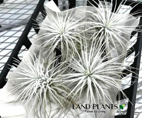【ケース販売：4入】 チランジア（テクトラム） Lサイズ 苗 4株 エアープランツ エアプランツ ティランジア Tillandsia tectorum 18,454円