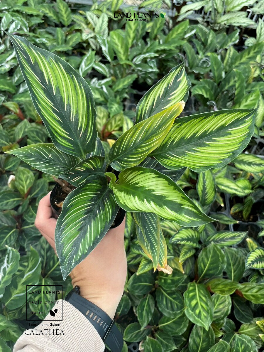大人気 本日発送 MOUY88TXTT1 [MOUY88TXTT1]