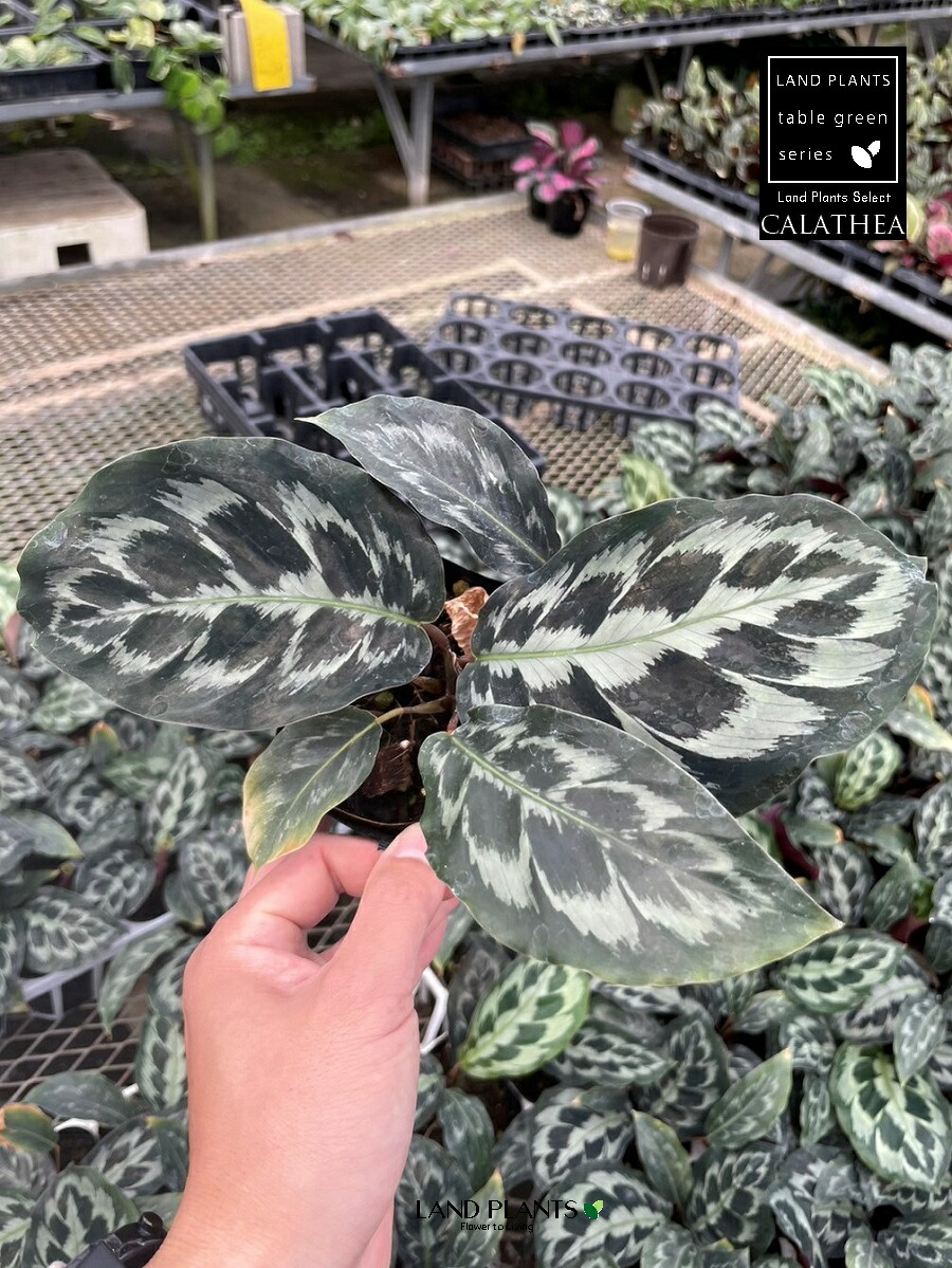【ケース販売：12入】 カラテア（ ヘレンケネディ） 3.5号 ポット苗 12鉢 カラテアヘレンケネディ calathea