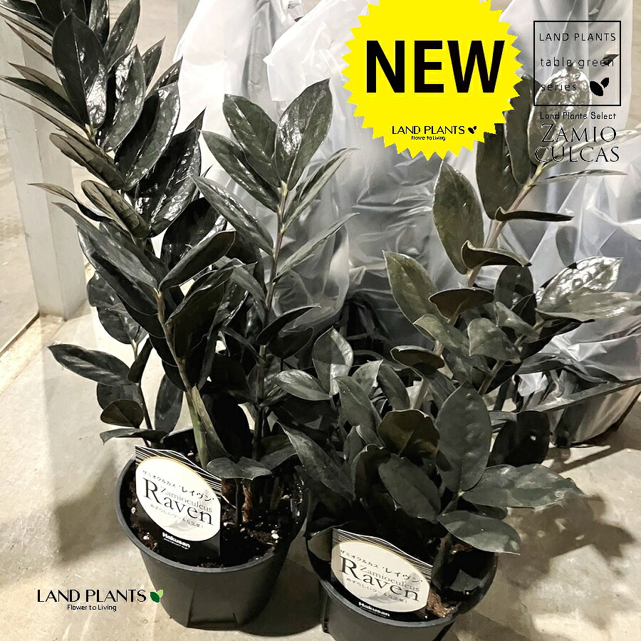 ザミオクルカス（レイブン） 5号 プラスチック苗 1鉢 ザミア ザミオ Zamioculcas zamiifolia