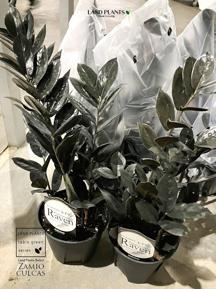 【入れもの売りわたす：6入】 ザミオクルカス（レイブン）5号 可塑性物質苗 6鉢 Zamioculcas zamiifolia