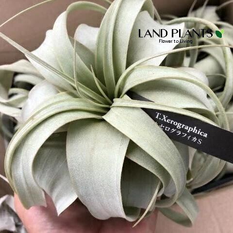 楽天市場】チランジア（キセログラフィカ：特大） 3Lサイズ 苗 1株