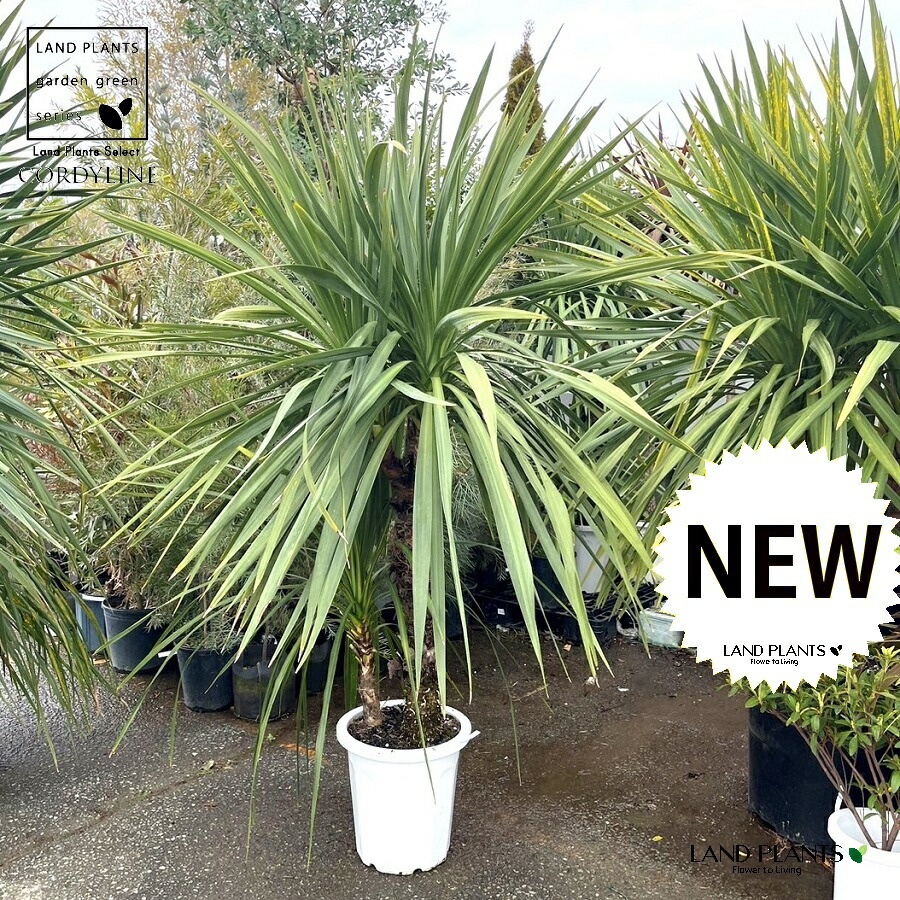 コルジリネ（オーストラリス）1m90cm 12号 プラスチック鉢 1鉢 コルディリネ オーストラリス Cordyline australis