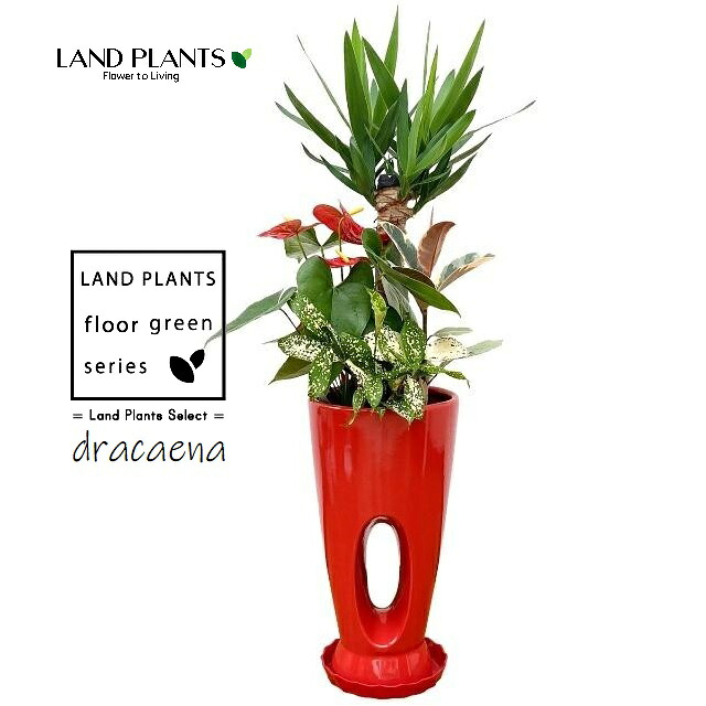 ドラセナ（お祝用：ユッカ 寄せ植え） 7号 ホールデザイン スリム陶器鉢 赤色 1鉢 【プラスチック製受皿】 ユッカエレファンティペス エレファンティペス dracaena
