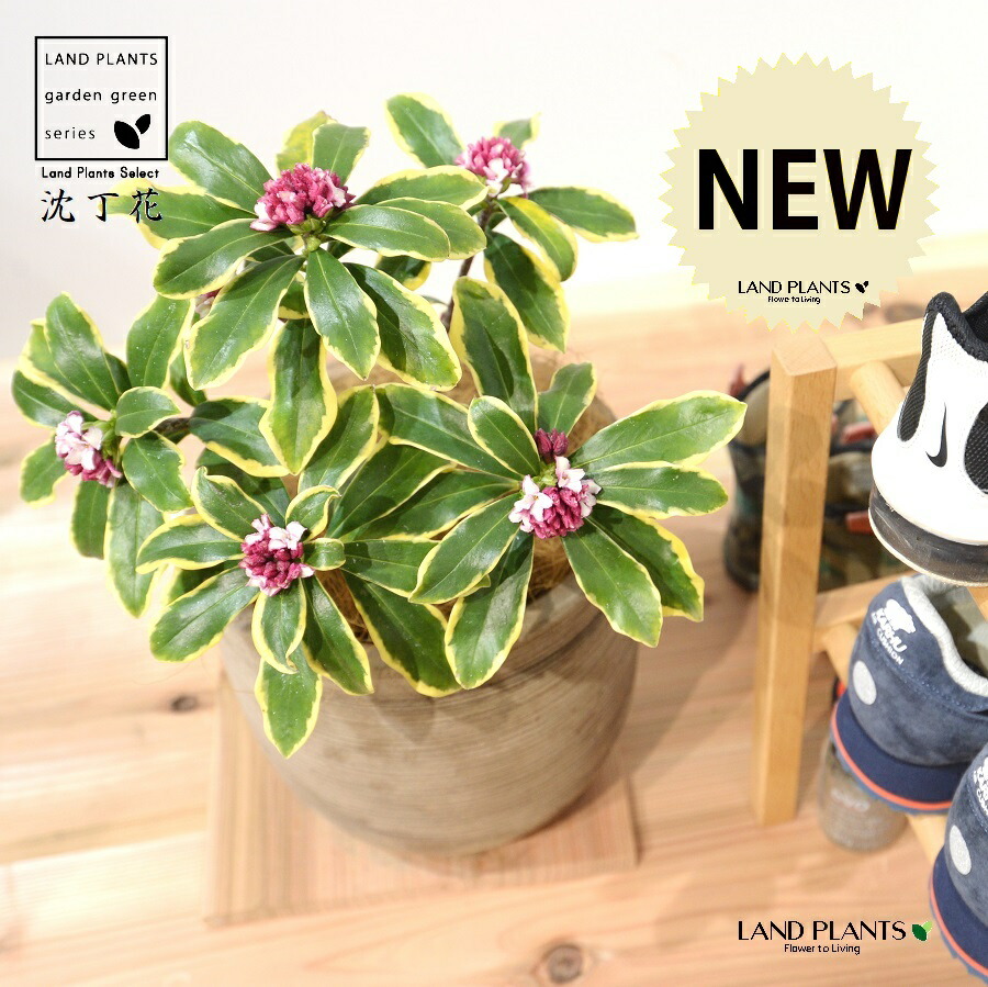 沈丁花ページ② ジンチョウゲ（沈丁花）：白花（斑入り）3.5号ポット の通販