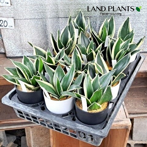 楽天市場】サンセベリア（ハニーバニー） 4号 プラスチック鉢 ロング 1