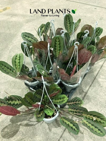【ケース販売：6入】 カラテア（マランタ） 4号 吊り プラスチック鉢 6鉢 カラテアマランタ レモンライム 観葉植物 calathea
