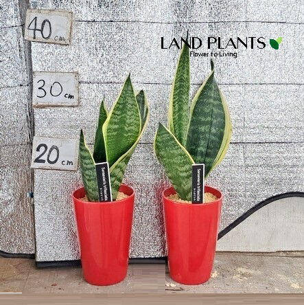 楽天市場】サンスベリア パンテルズセンセーション 3.5号サイズ 鉢植え