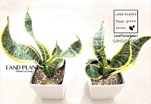 楽天市場】サンセベリア（ツイスター） 4号 プラスチック鉢 1鉢