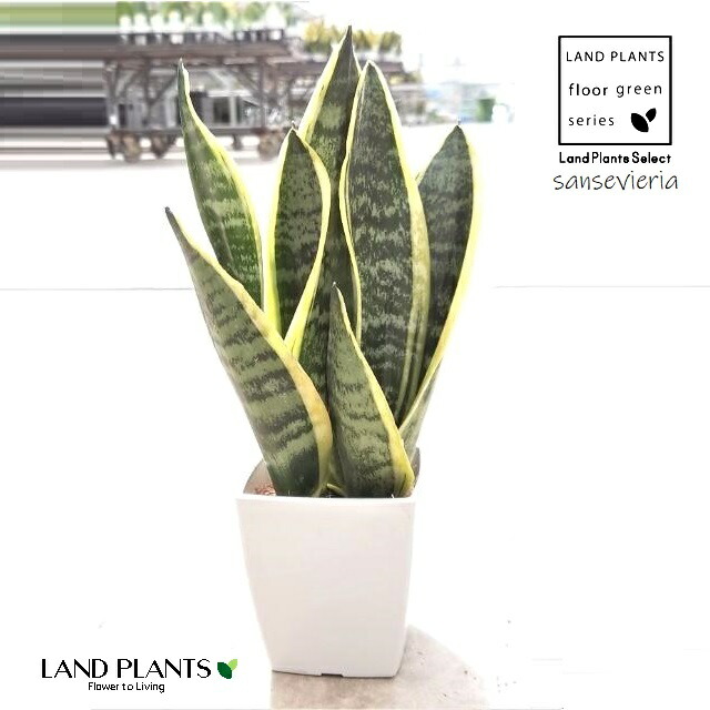 サンセベリア Bigme B751C 13370_2.jpg