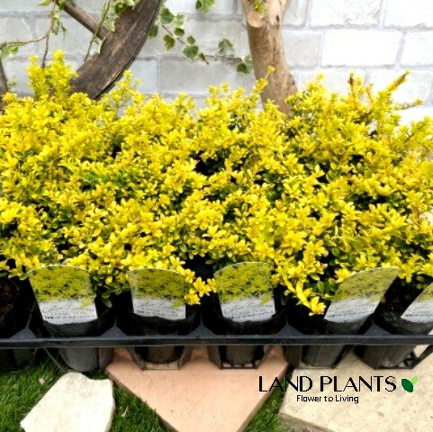 【ケース販売：24入】 ゴールデンシャワー（キンメツゲ：金芽柘植） 2.5号 ポット苗 24鉢 金芽ツゲ ツゲ 柘植 sansevieria｜LAND PLANTS 店