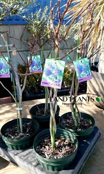 フジ苗B 楽天市場】アメリカフジ ニベア（白花） 3.5号苗【藤 花藤 藤の木 藤の