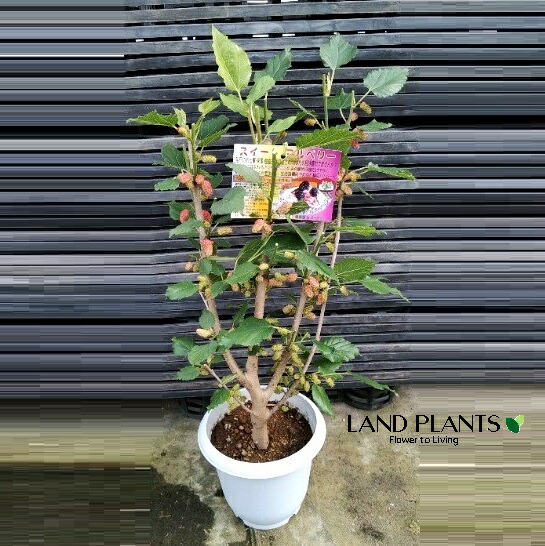 スイートマルベリー　抜き苗　A スイートマルベリー 抜き苗 A