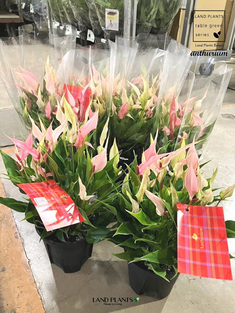 ❇︎アンスリューム☺︎アロー7号プラ鉢付き2❇︎ Amazon｜おしゃれ 観葉植物：アンスリウム アロー*7号