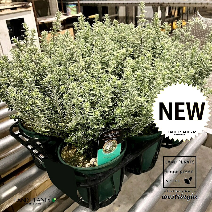 ウエストリンギア（スモーキーホワイト）1鉢 5号 ポット苗 1鉢 斑入り 斑 オーストラリアンローズマリー Westringia Coastal rosemary,Australian rosemary