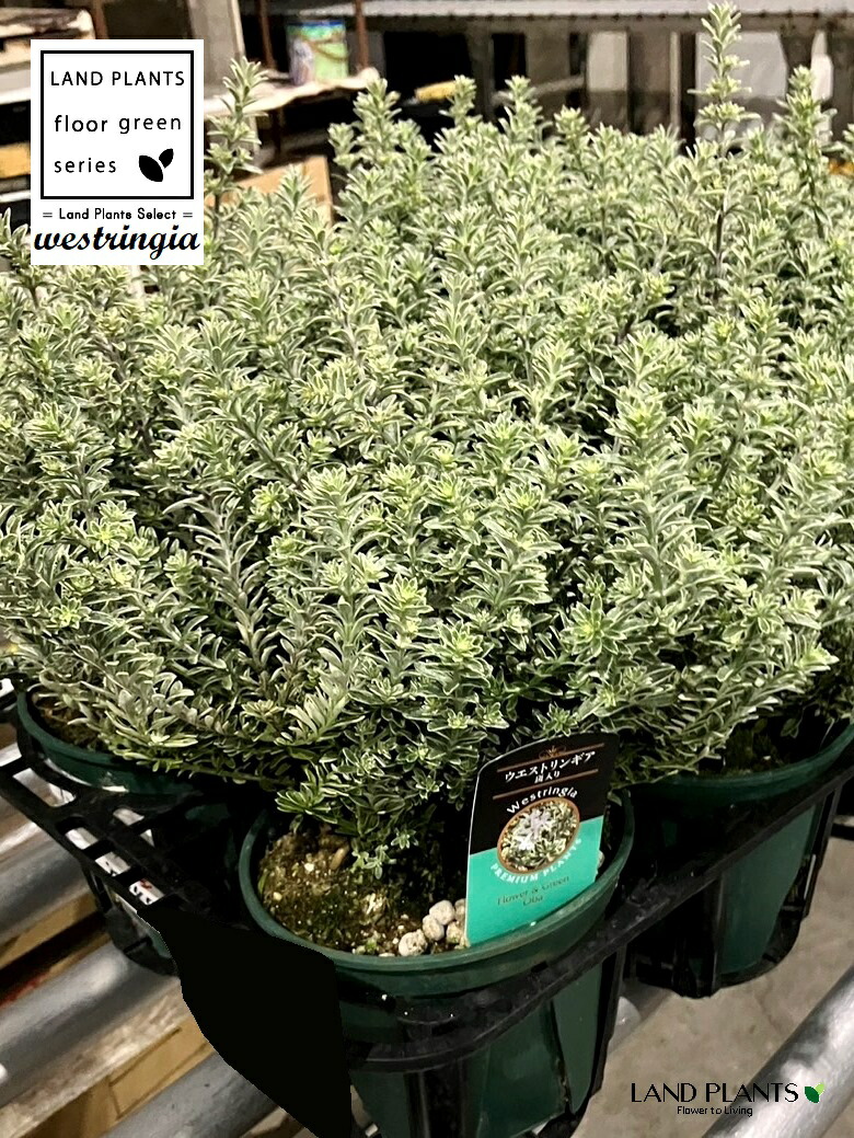 楽天市場】ウエストリンギア（スモーキーホワイト） 10号 ポット苗 1鉢