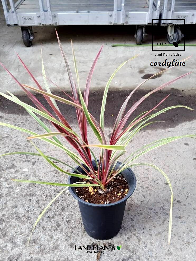 楽天市場】【ケース販売：6入】 コルジリネ（ペコ） 6号 プラスチック