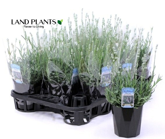 【ケース販売：11入】 ラベンダー（カノンスター） 4号 プラスチック鉢 11鉢 フレンチラベンダー 多花性 Lavandula｜LAND PLANTS 店