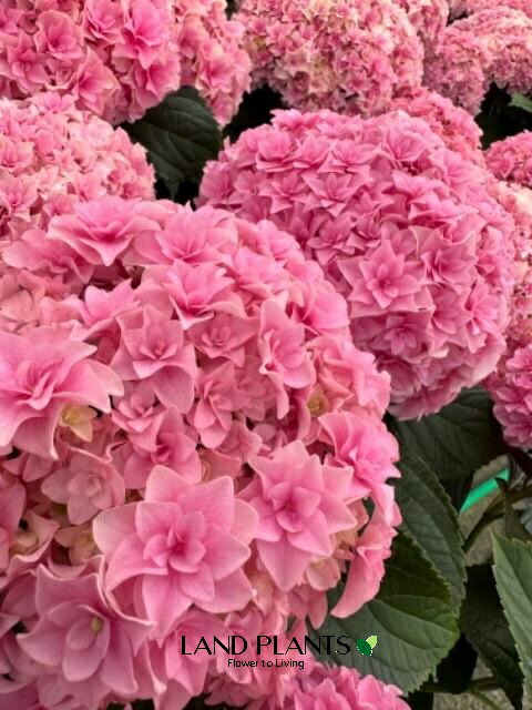 楽天市場】アジサイ 星の桜 5号鉢 紫陽花 高さ40cmセンチ 鉢植え