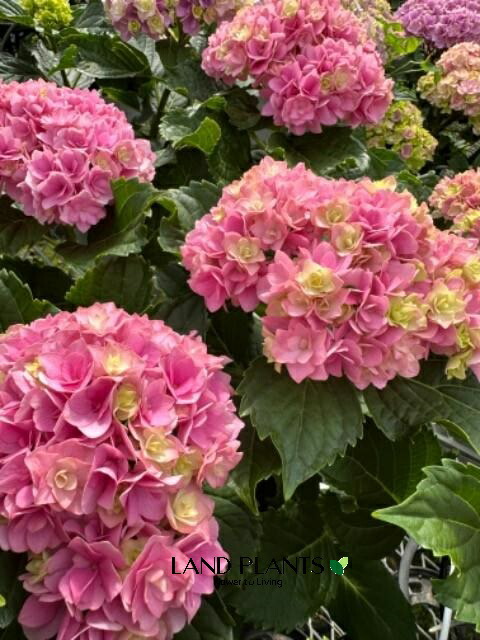 楽天市場】アジサイ ハイドランジア ダブルダッチ ゴーダホワイト 15cm